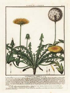 タンポポ、Taraxacum campylodes。 作： Unbekannter Künstler