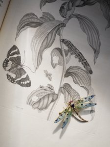 マリア・シビラ・メリアンの「Metamorphosis Insectorum」の上にあるDeborah Devonshireの虫と昆虫のジュエリー