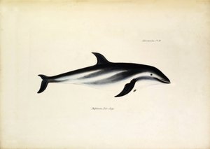 Delphinus Fitz-Royi 黒いイルカ、またはビーグル号の船長ロバート・フィッツロイの名前にちなんでフィッツロイ。ジョン・グールド著、チャールズ・ダーウィン著「ビーグル号航海動物学」より。