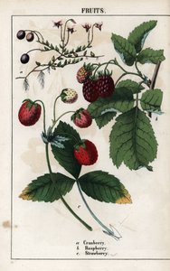クランベリー、ラズベリー、ストロベリーの果実。1858年にエディンバラ（スコットランド）で出版されたシャーロット・メアリー・ヨンジ（1823-1901）作 "Recueil d