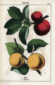 果物の説明：赤いリンゴとアプリコット。1858年にエディンバラ（スコットランド）で出版されたシャーロット・メアリー・ヨンジ（1823-1901）著 "Recueil d