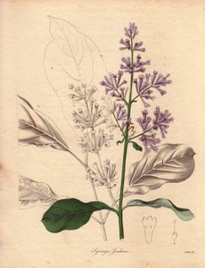 中央および東ヨーロッパ原産のハンガリーライラック（Syringa josikaea）の説明。1836年から1842年にかけて出版されたベンジャミン・モーンドの『The Botanist』シリーズ全5巻に掲載された、R.ミルズ嬢（1836～1842年活躍）による挿絵。この作品は有名である。 作： Unbekannter Künstler