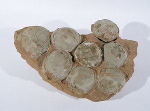 中国河南省で発見された白亜紀後期の恐竜の卵（写真
