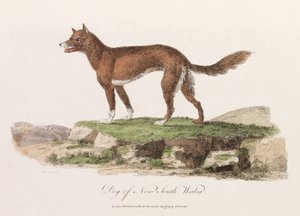 「ニューサウスウェールズの犬」 作： Unbekannter Künstler