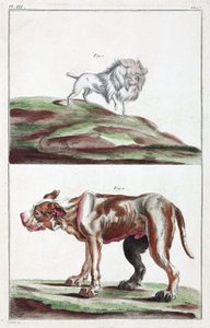 犬 作： Unbekannt