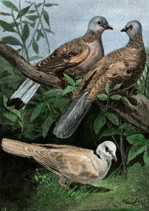 鳩と手漕ぎの鳩。
