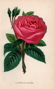 シャティヨンのフォンテーヌ氏が1854年に育成したハイブリッド品種。Hippolyte JamainとEugene Forneyの "Les Roses "からF.Grobonが自然をもとに描き、リトグラフしたクロモリトグラフ、パリ、J.ロスチャイルド。 作： Unbekannter Künstler