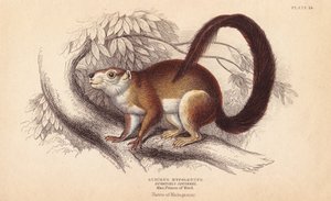 Duvaucels リス、Sciurus hypoleucus。インドの巨大リス？Wied-Neuwied博物館のマクシミリアン王子の標本より。William Jardine