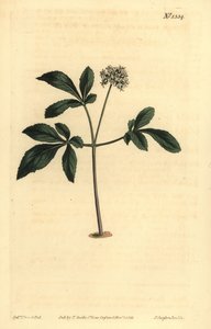 ドワーフジンセン、Panax trifolius 作： Unbekannt
