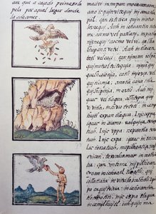 ワシ、フィレンツェ写本のページ、スペイン語とナワトル語のバイリンガル版、スペイン人宣教師Fray Bernardino de Sahagun(1499-1590)による「General History of the Things of New Spain」。アステカ文明 作： William M. Timlin