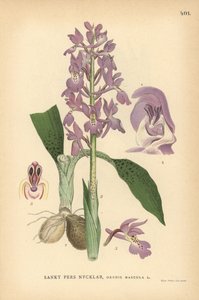 アーリーパープルオーキッド、Orchis mascula