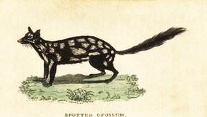東部フクロネコ、Dasyurus アライグマ。 ,1800年（刻印） 作： Unbekannter Künstler