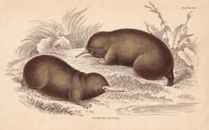 ハリモグラまたはトゲアリクイ。エジンバラのWilliam Jardine