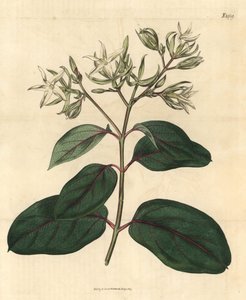 エキサイト - カメッティア・カリオフィラータ（丁子香エキサイト、Echites caryophyllata）。John Sims
