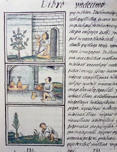 食用植物、スペイン人宣教師Fray Bernardino de Sahagun（1499-1590）が作成したスペイン語とナワトル語のバイリンガル版「General History of the Things of New Spain」（フィレンツェ写本）の第11巻のページ。アステカ文明 作： William M. Timlin