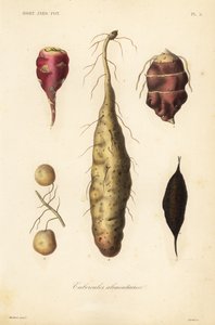 食用の塊茎、食用の塊茎 作： Unbekannt