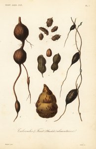 食用の塊茎と果実、tubercules alimentaires 作： Unbekannt