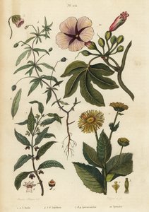 エレカンペイン（Inula helenium）1～3、グリーンバイオレット（Hybanthus species Ionidium polygalifolium）4～6、イペカクアナ（Carapichea ipecacuanha）7～9、アサガオ（Ipomoea insignis）10。 作： Unbekannt