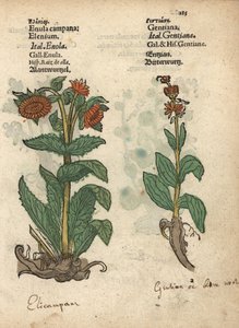 エレカンパネ、イヌラヘレニウム、リンドウの種。アダム・ロニカーの『Krauterbuch, or Herbal, Frankfurt』に掲載された植物図版の手彩色木版画。 作： Unbekannter Künstler