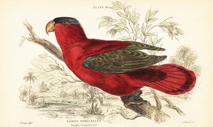 絶滅危惧種のうなじローリー、Lorius domicella。 1889年（彫刻）