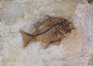 イタリア、ヴェローナ近郊のモンテ・ボルカで発見されたEphippus oblongus（魚の化石）始新世
