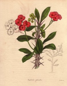 トウダイグサ。キリストのエピネ、棘の冠、キリストの植物とも呼ばれる。マダガスカル原産。名前の由来は、棘のある茎と真紅の赤い花。 作： Unbekannter Künstler