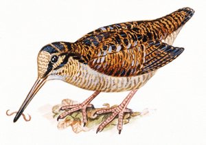Eurasian Woodcock, Scopolax rusticola 作： Unbekannt