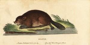 ユーラシア ビーバー、トウゴマ繊維、1800 年 (彫刻) 作： Unbekannter Künstler