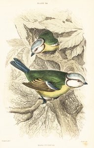 シジュウカラ、Cyanistes caeruleus.1889 (彫刻) 作： Unbekannter Künstler