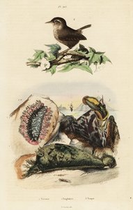 ミソサザイ、ナイルのトップセール、ウミウシ。 作： Unbekannter Künstler
