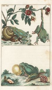 ヨーロッパとイタリアのカエル-強い水」ゴットリープ・トビアス・ウィルヘルム（1758-1811）著、『自然史百科事典』より：両生類 作： Unbekannter Künstler