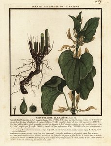 ヨーロッパ生まれの麦汁、Aristolochia clematitis。 作： Unbekannter Künstler