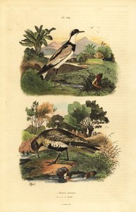 ヨーロッパのゴールデン・チドリ（Pluvialis apricaria）、リング・チドリ（Charadrius hiaticula）。 作： Unbekannt