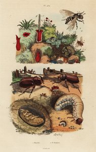 ヨーロッパサイカブト（Oryctes nasicornis）のサナギと幼虫、ヨーロッパオーチャードビー（Osmia cornuta）と巣 作： Unbekannt