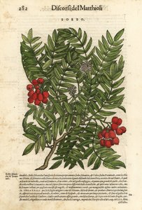 ヨーロッパナナカマドの木、Sorbus aucuparia。ピエトロ・アンドレア・マッティオーリ著『Discorsi di P.A. Matthioli ne i sei libri della Materia Medicinale di Pedacio Dioscoride Anaza』のジョルジョ・リベラーレによる挿絵をもとに、ヴォルフガング・マイヤーピックが手彩色した木版画。 作： Unbekannter Künstler