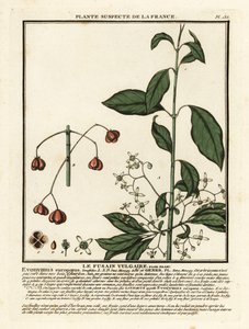 ヨーロッパのスピンドル、Euonymus europaeus。 作： Unbekannter Künstler