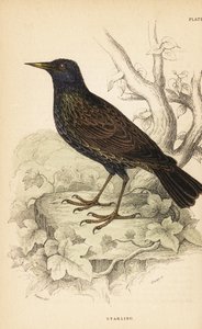 ヨーロッパのムクドリ、Sturnus vulgaris.1889 (彫刻) 作： Unbekannter Künstler