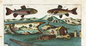 ヨーロピアン・トラウト-人工の瀬を利用した漁法で魚を獲る-イワナSalmo trutta trutta 98、イワナSalvelinus alpinus alpinus 99、川の人工の瀬を利用した漁法でサケをグリルや網で獲る。手彩色銅版 作： Unbekannter Künstler