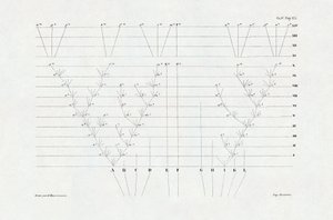 進化論：チャールズ・ダーウィン（1809～1882）の「自然淘汰による種の起源、あるいは自然界における生存競争」に由来する進化の図式。 作： Unbekannter Künstler