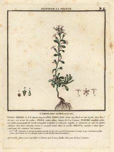 妖精ジギタリス、Erinus alpinus。