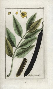 偽セーヌ、偽キャロブの木、ゴールデンシャワーまたはカネフィア（Cassia fistula）。オランダ、ヨハネス・ゾーン（1739-1799）作 "Afbeelding der Artseny-Gewassen "のリトグラフ。 作： Unbekannter Künstler