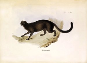 ビーグル号での探検中にチャールズ・ダーウィンによって記載されたアメリカのネコ科動物、ヤグアロンディ（Felis Yagouarondi Jaguarondi）またはアイラ（eyra）またはカワウソネコ（otter cat）。ジョン・グールドによるビーグル号航海の動物学、チャールズ・ダーウィンによる彼らの習性についての記述。 作： Unbekannter Künstler