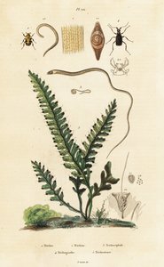 シダ、ハチカブトムシ、回虫。 作： Unbekannter Künstler