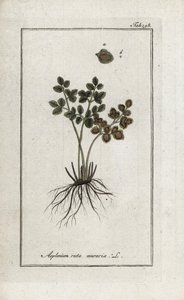 壁のシダdoradillaまたは壁のアスプレニア通り（Asplenium ruta muraria）。オランダ、ヨハネス・ゾーン（1739-1799）作 "Afbeelding der Artseny-Gewassen "よりリトグラフ。 作： Unbekannter Künstler