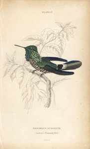 祝祭のコケット、Lophornis chalybeus（オーデネットハチドリ、Trochilus audenetii）。Sir William Jardine