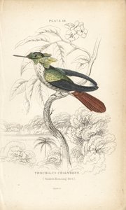 祝祭のコケット、Lophornis chalybeus（Vieillot