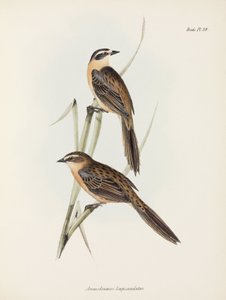 フィンチ、c 1832-1836 作： Unbekannter Künstler