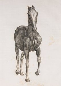 馬の第一解剖層、正面図