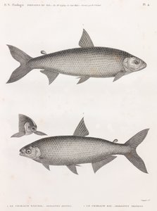 魚です。Le Characin 作： Unbekannt