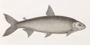 魚です。Le Characin 作： Unbekannt